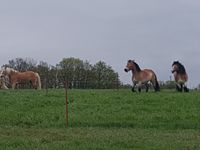 Kutschpferde auf der Weide